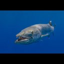 :barracuda: