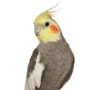 :birb: