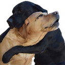 :dogs-hugging: