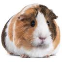 :guineapig:
