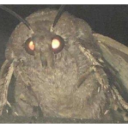 :moth: