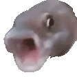 :pogfish: